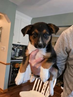 Olive, ADOPTABLE, Puppy Female Beagle & Australian Shepherd.