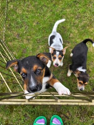 Olive, a ADOPTABLE mixed breed in Union Grove, WI image 2/3