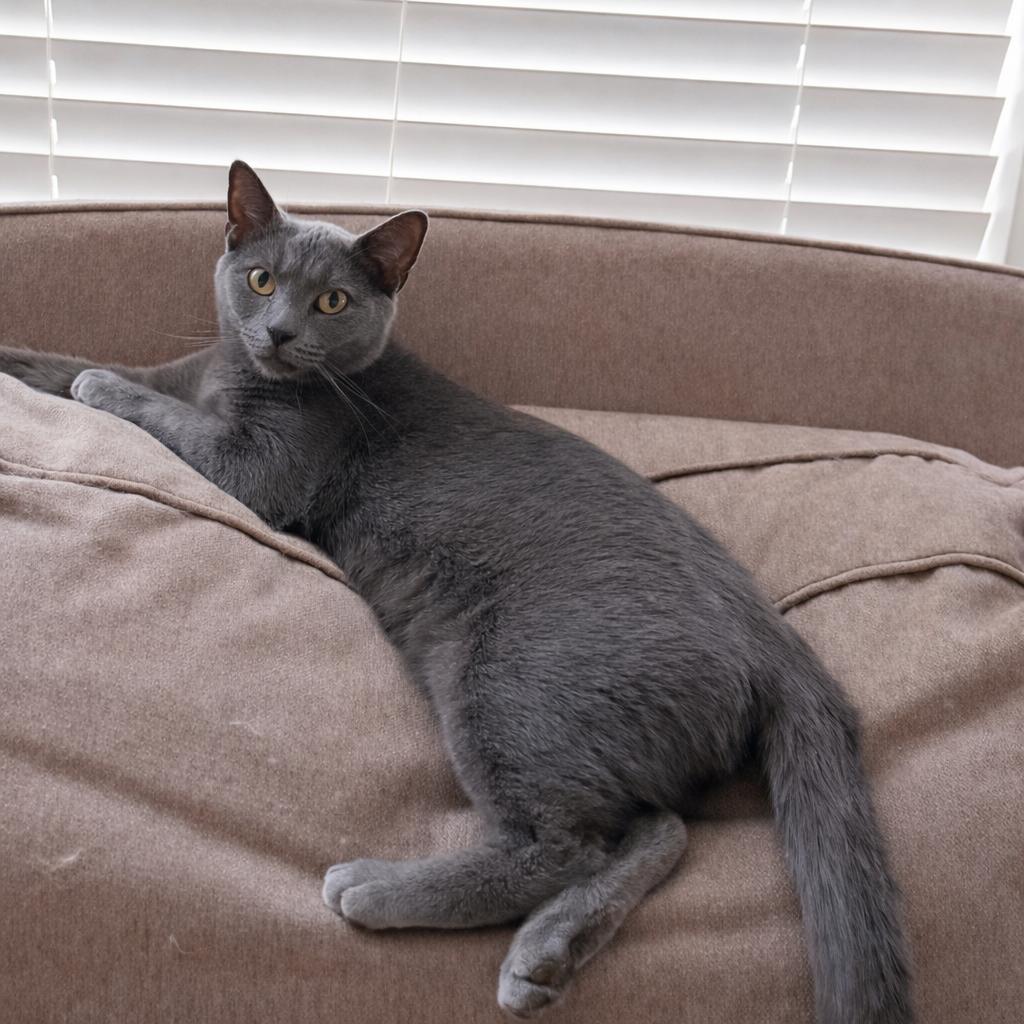 Morel, a Adoptable Domestic Short Hair in Pickerington, OH image 2/6