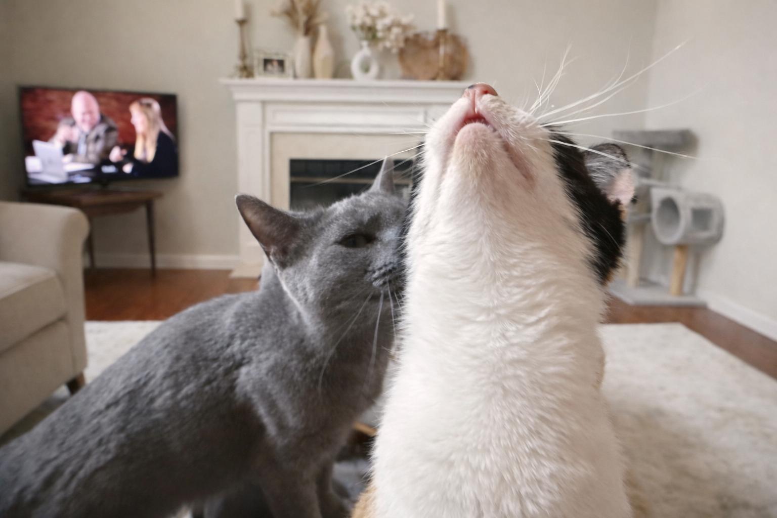 Morel, a Adoptable Domestic Short Hair in Pickerington, OH image 3/6