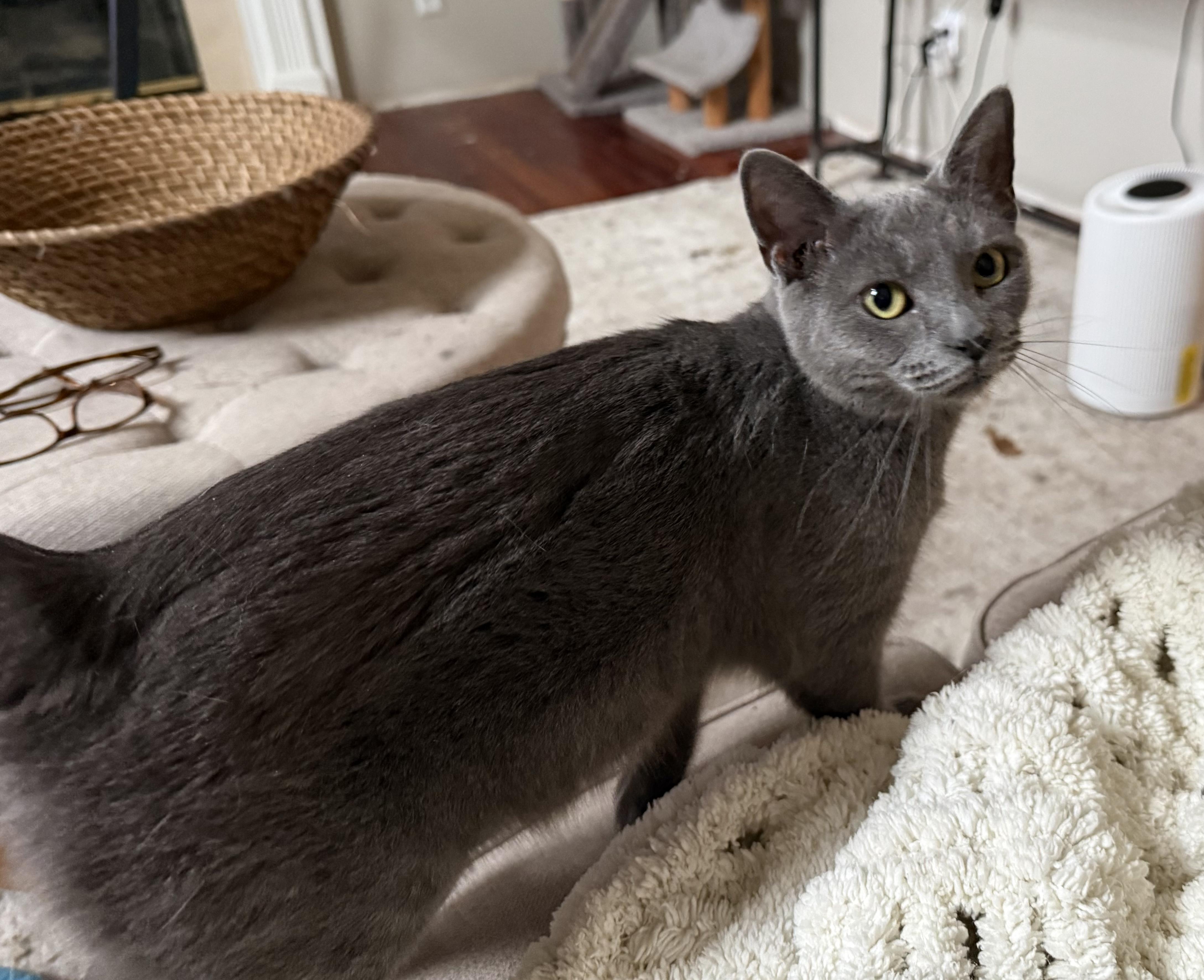 Morel, a Adoptable Domestic Short Hair in Pickerington, OH image 6/6