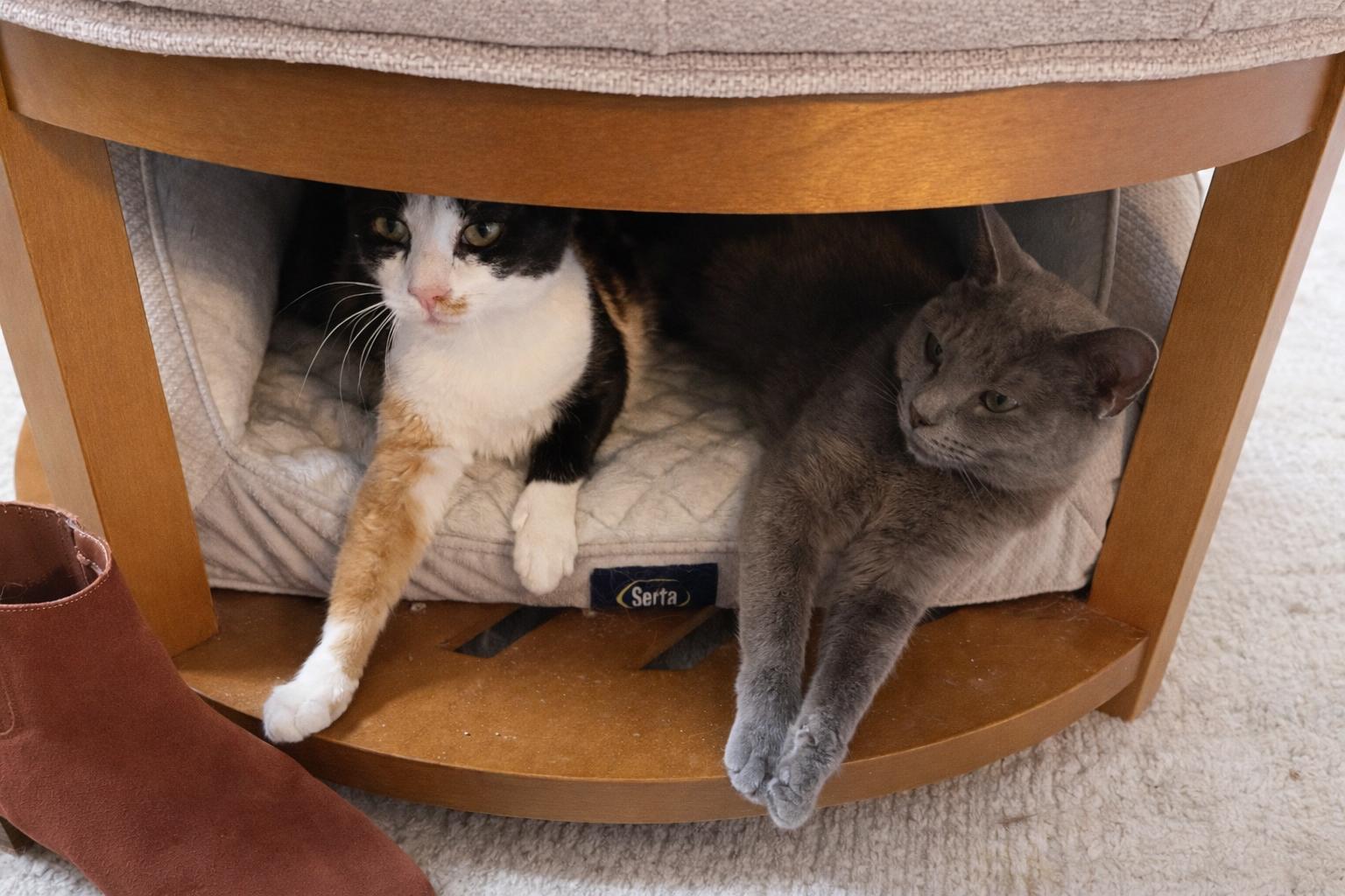 Morel, a Adoptable Domestic Short Hair in Pickerington, OH image 5/6