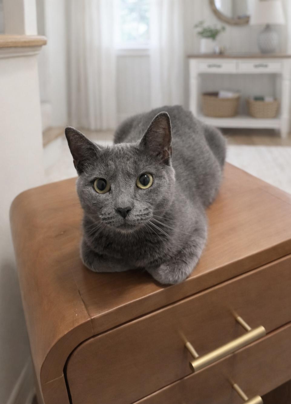 Morel, a Adoptable Domestic Short Hair in Pickerington, OH image 1/6