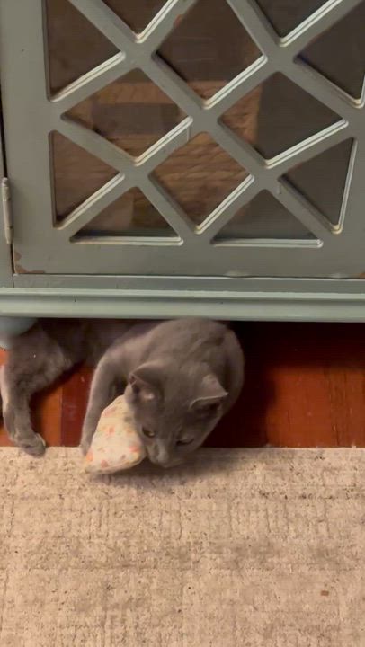 Enlarge Morel, a Adoptable Domestic Short Hair in Pickerington, OH video 4/6