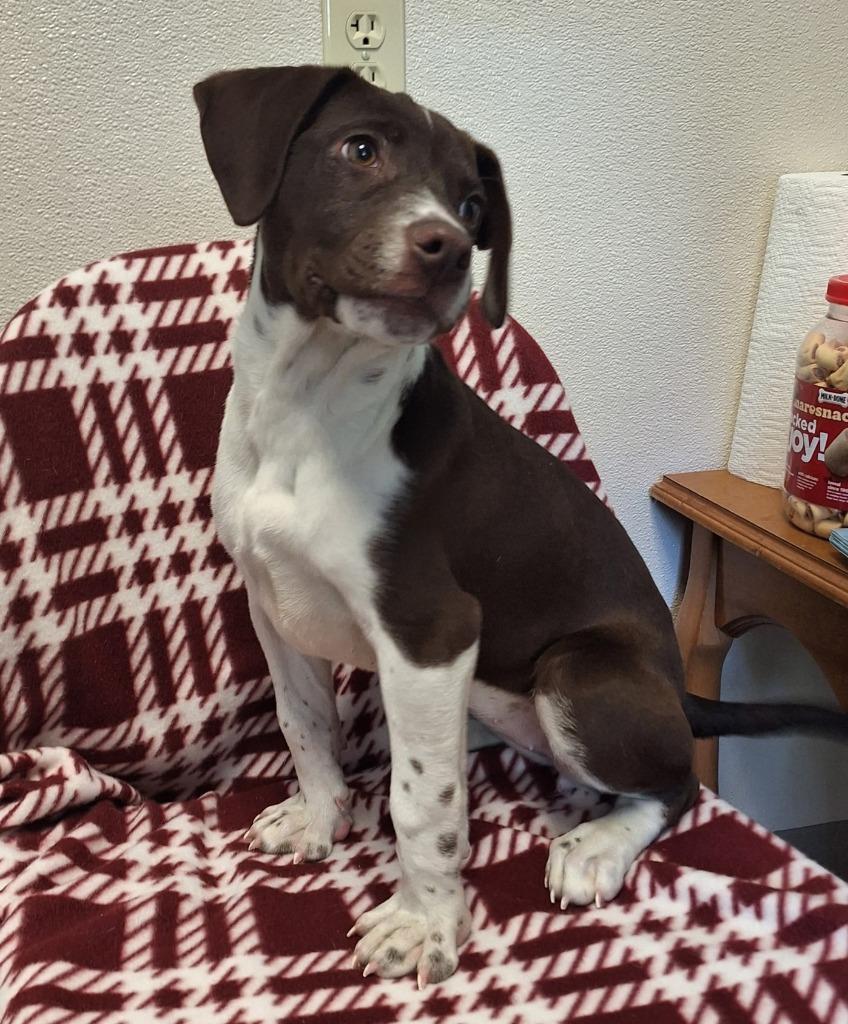 Delta, Adoptable, Young Female Beagle & Pointer.