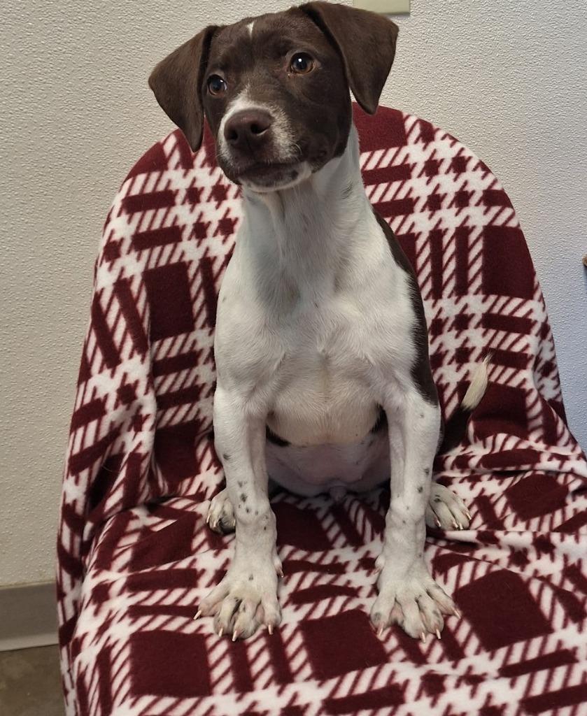 Delta, a Adoptable mixed breed in Murphysboro, IL image 3/5