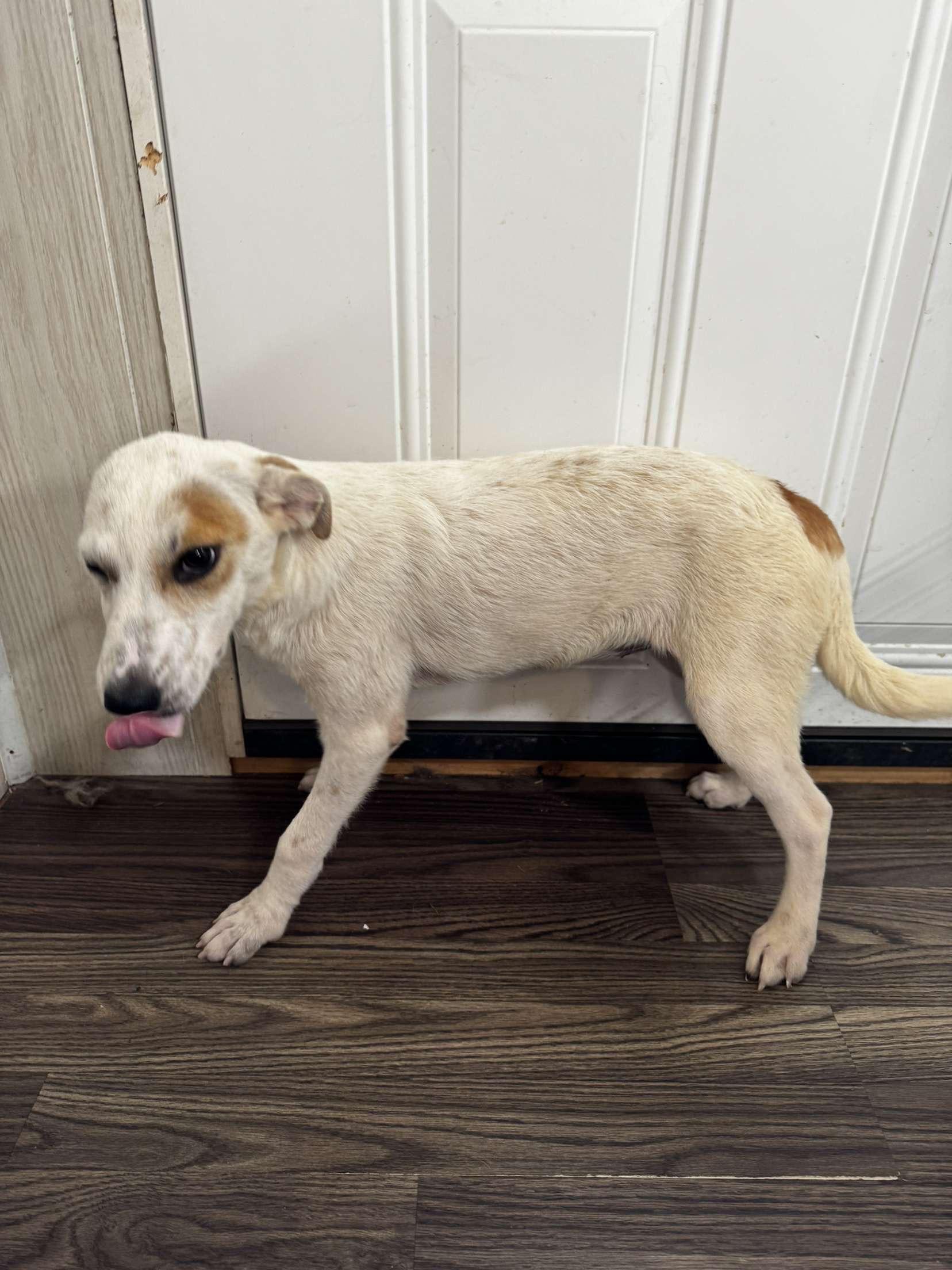 Zaylee, Adoptable, Young Female Hound.