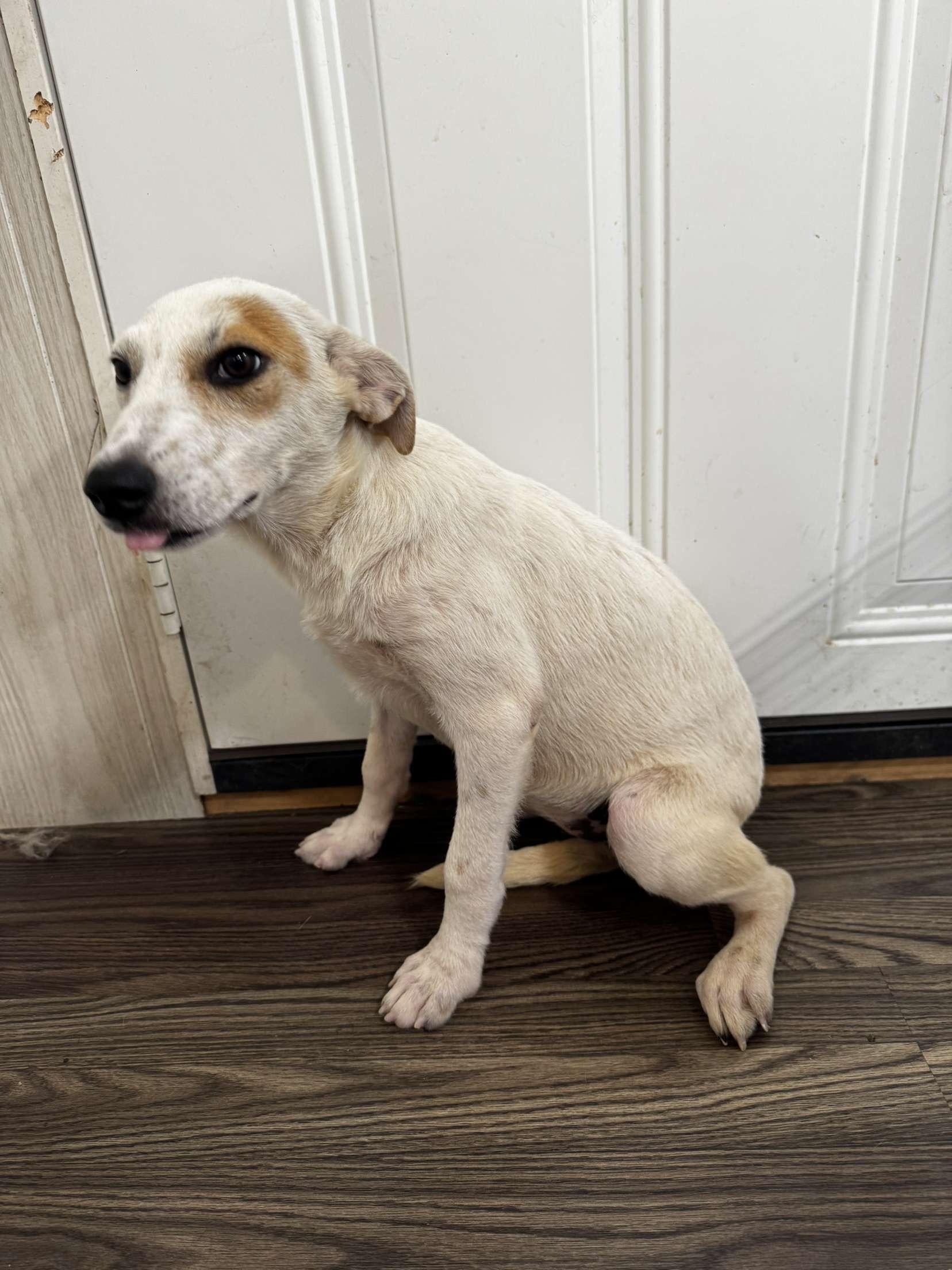 Zaylee, a Adoptable mixed breed in Medfield, MA image 2/3