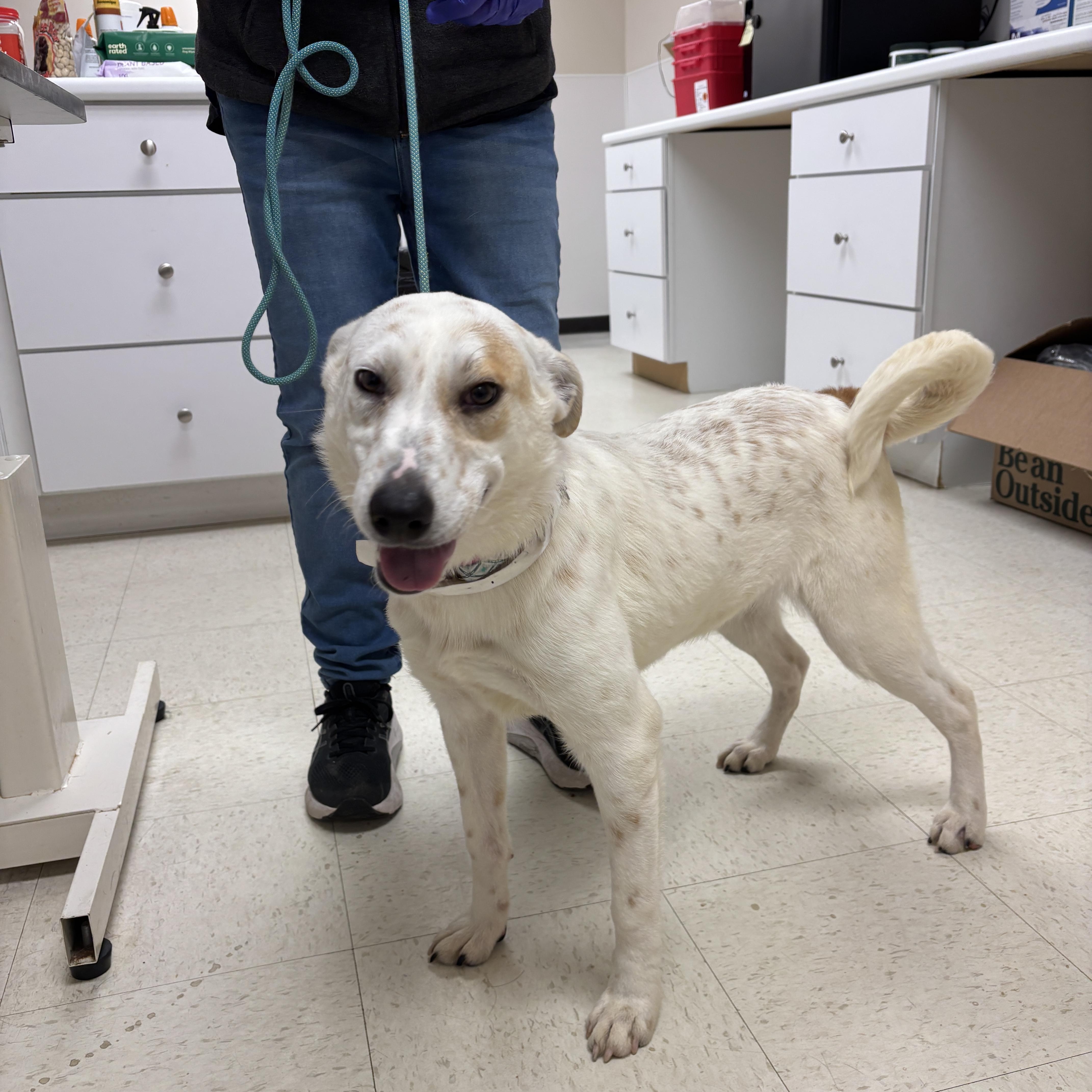 Zaylee- Come Meet me January 19th!!, Adoptable, Puppy Female Great Pyrenees & Australian Cattle Dog / Blue Heeler.