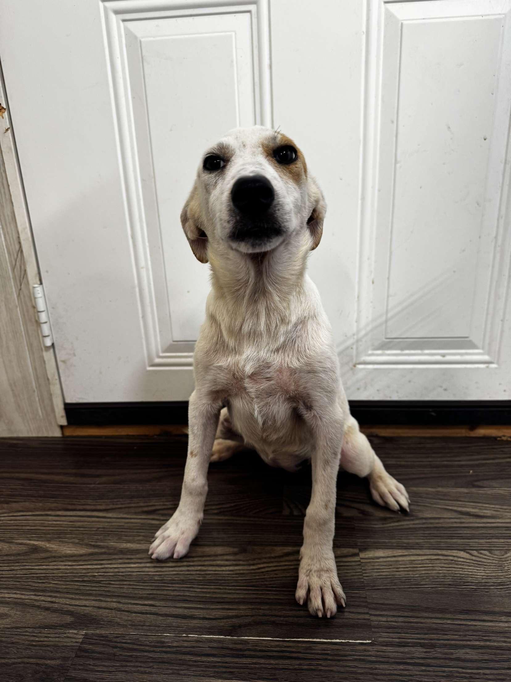 Zaylee, a Adoptable mixed breed in Medfield, MA image 3/3