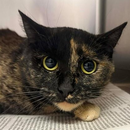 Cali, ADOPTABLE, Adult Female Domestic Short Hair.