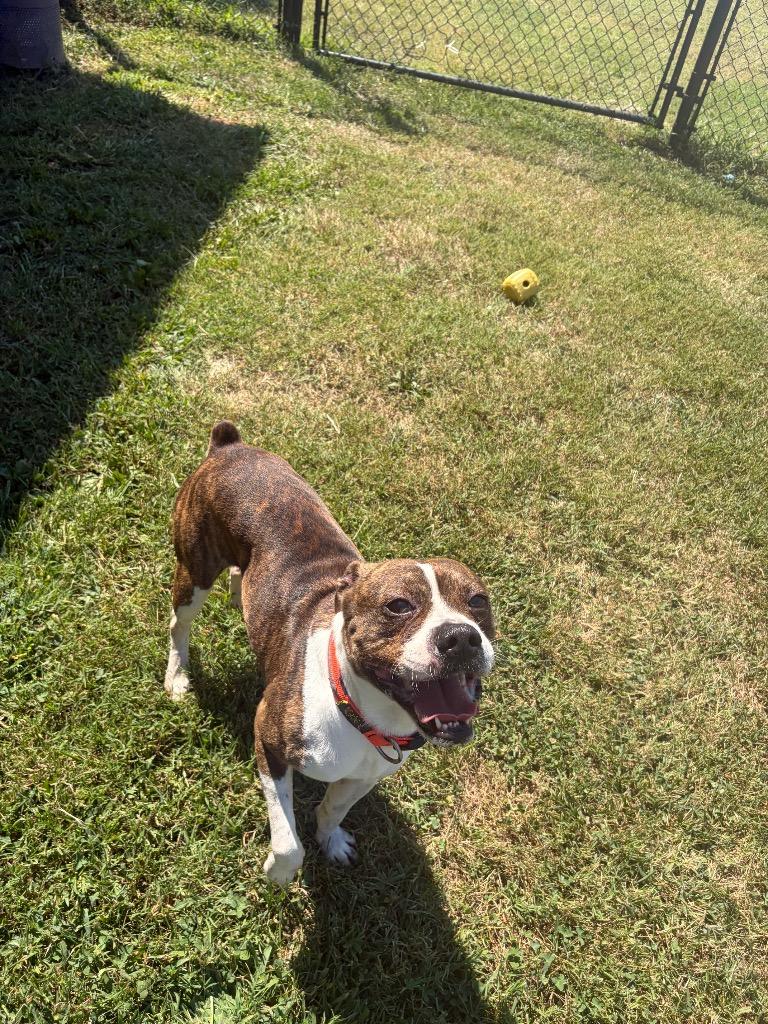 Enlarge Joe, a Adoptable mixed breed in Gallatin, TN image 1/3