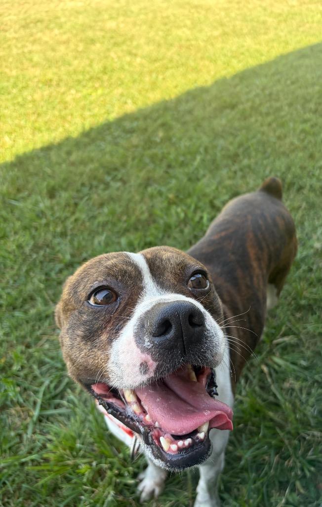 Enlarge Joe, a Adoptable mixed breed in Gallatin, TN image 2/3