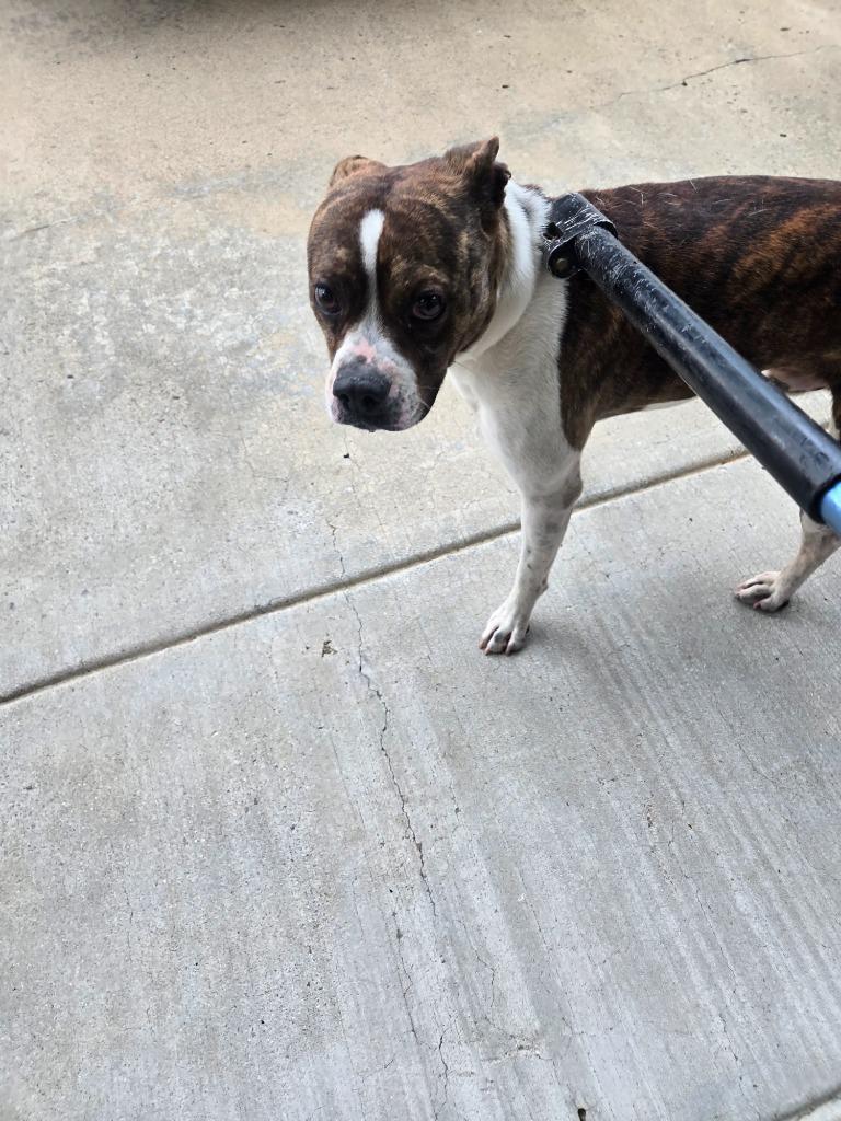 Enlarge Joe, a Adoptable mixed breed in Gallatin, TN image 3/3