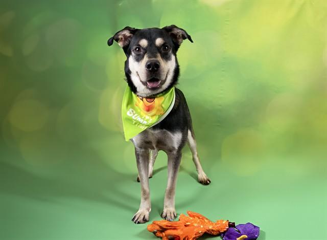RANGER, Adoptable, Young Male German Shepherd Dog & Mixed Breed.