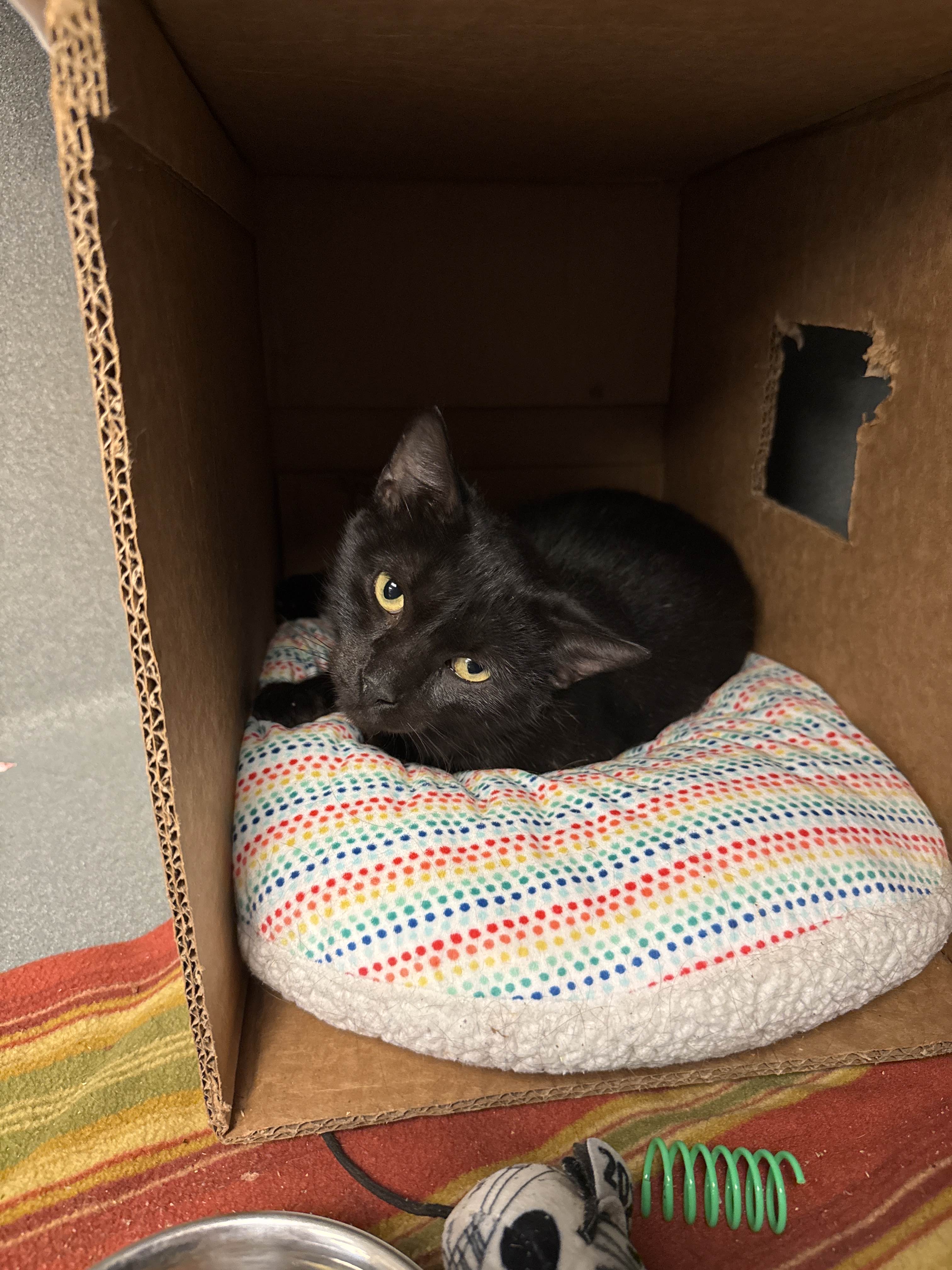 Cat for adoption McGonagall, a Domestic Short Hair in Oberlin, OH