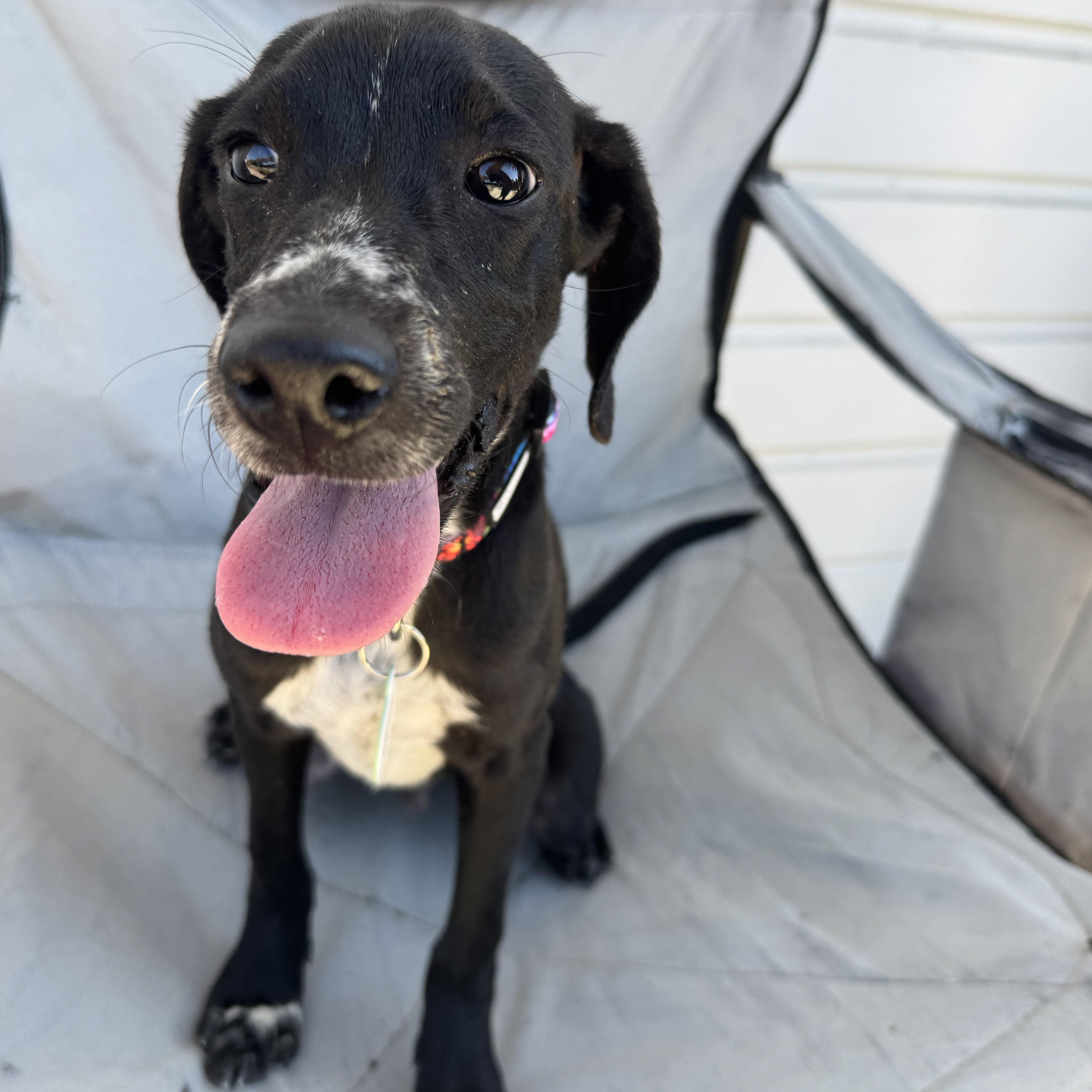 Enlarge Burt, a Adoptable mixed breed in Sun Valley, CA image 2/2