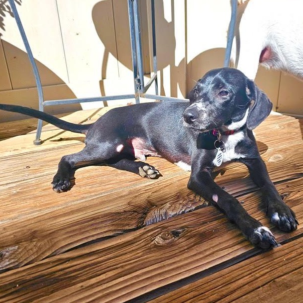 Enlarge Burt, a Adopted mixed breed in Sun Valley, CA image 2/6
