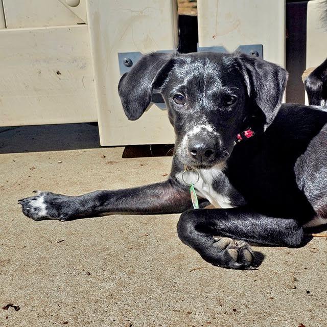 Enlarge Burt, a Adopted mixed breed in Sun Valley, CA image 1/6