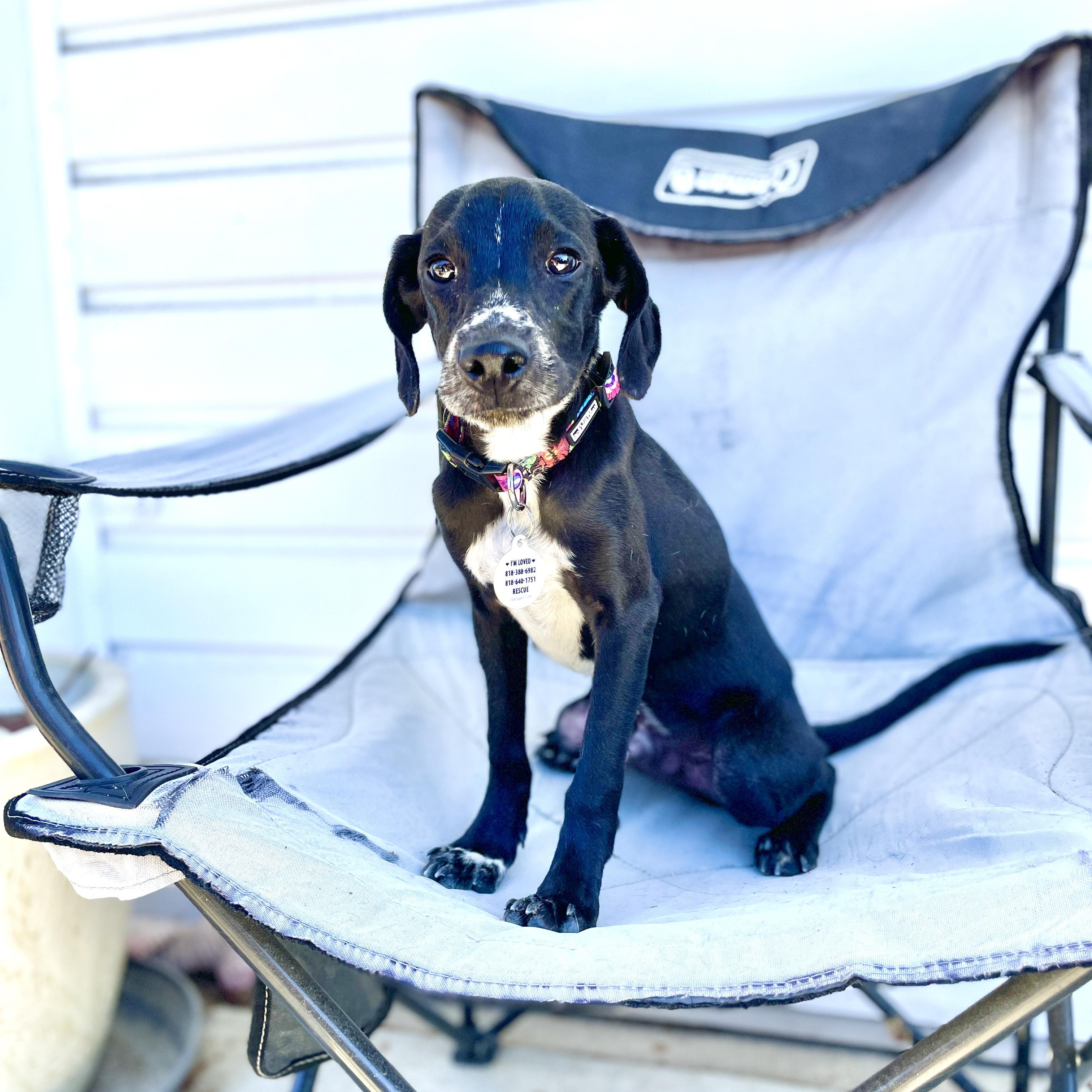 Burt, Adoptable, Puppy Male Whippet & Black Labrador Retriever.