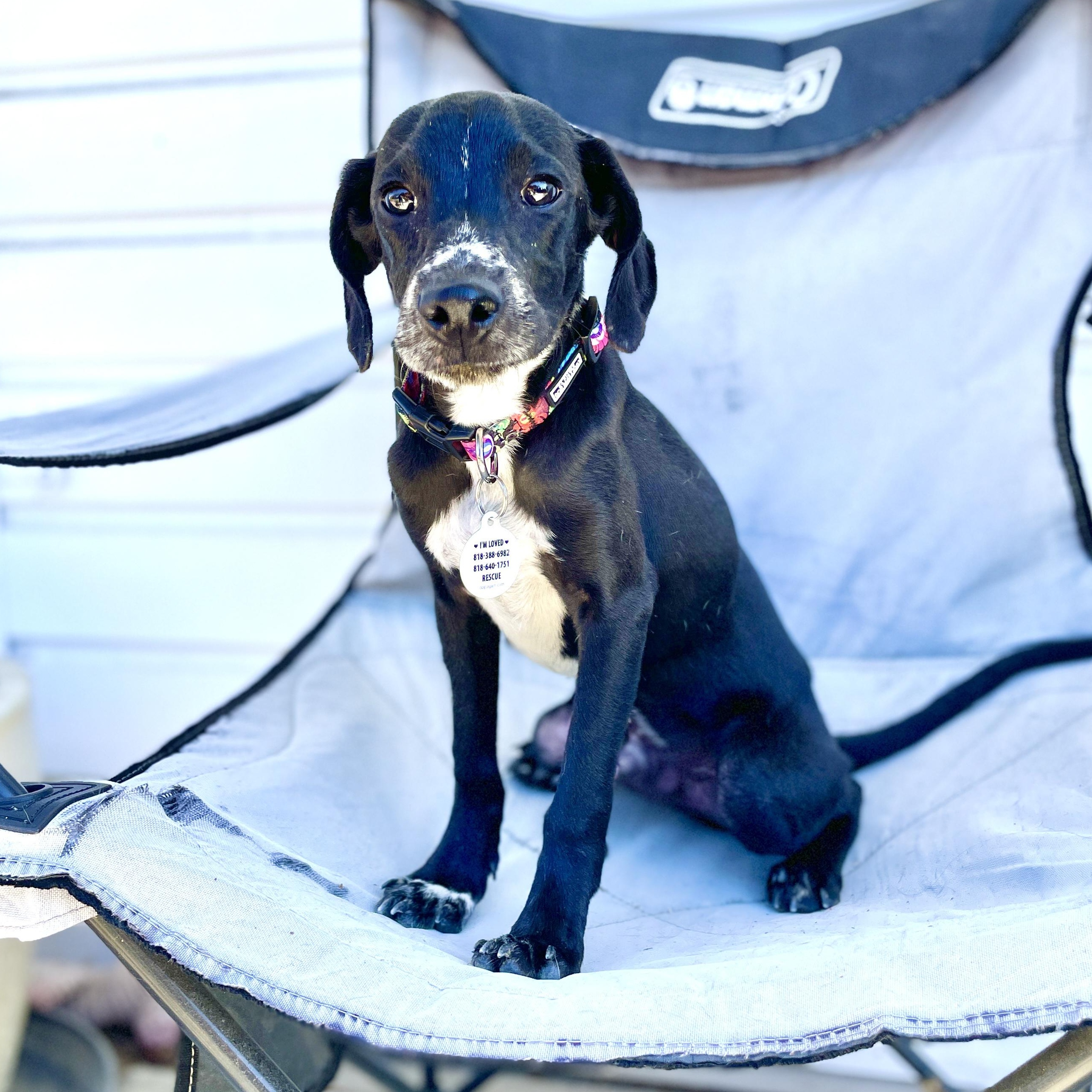 Enlarge Burt, a Adopted mixed breed in Sun Valley, CA image 3/6