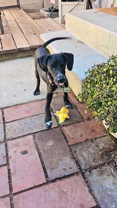 Enlarge Burt, a Adopted mixed breed in Sun Valley, CA video 5/6