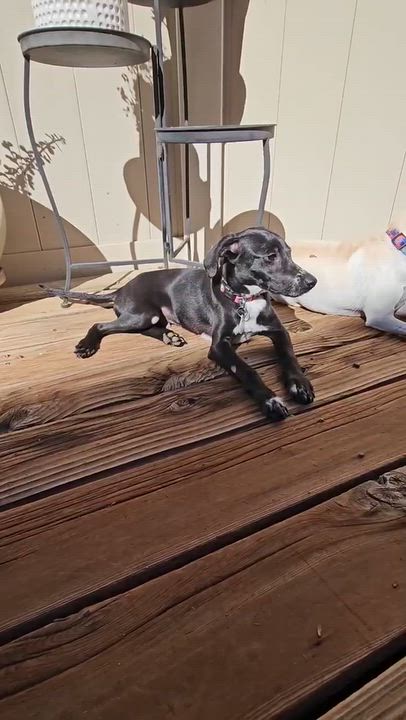 Enlarge Burt, a Adopted mixed breed in Sun Valley, CA video 6/6