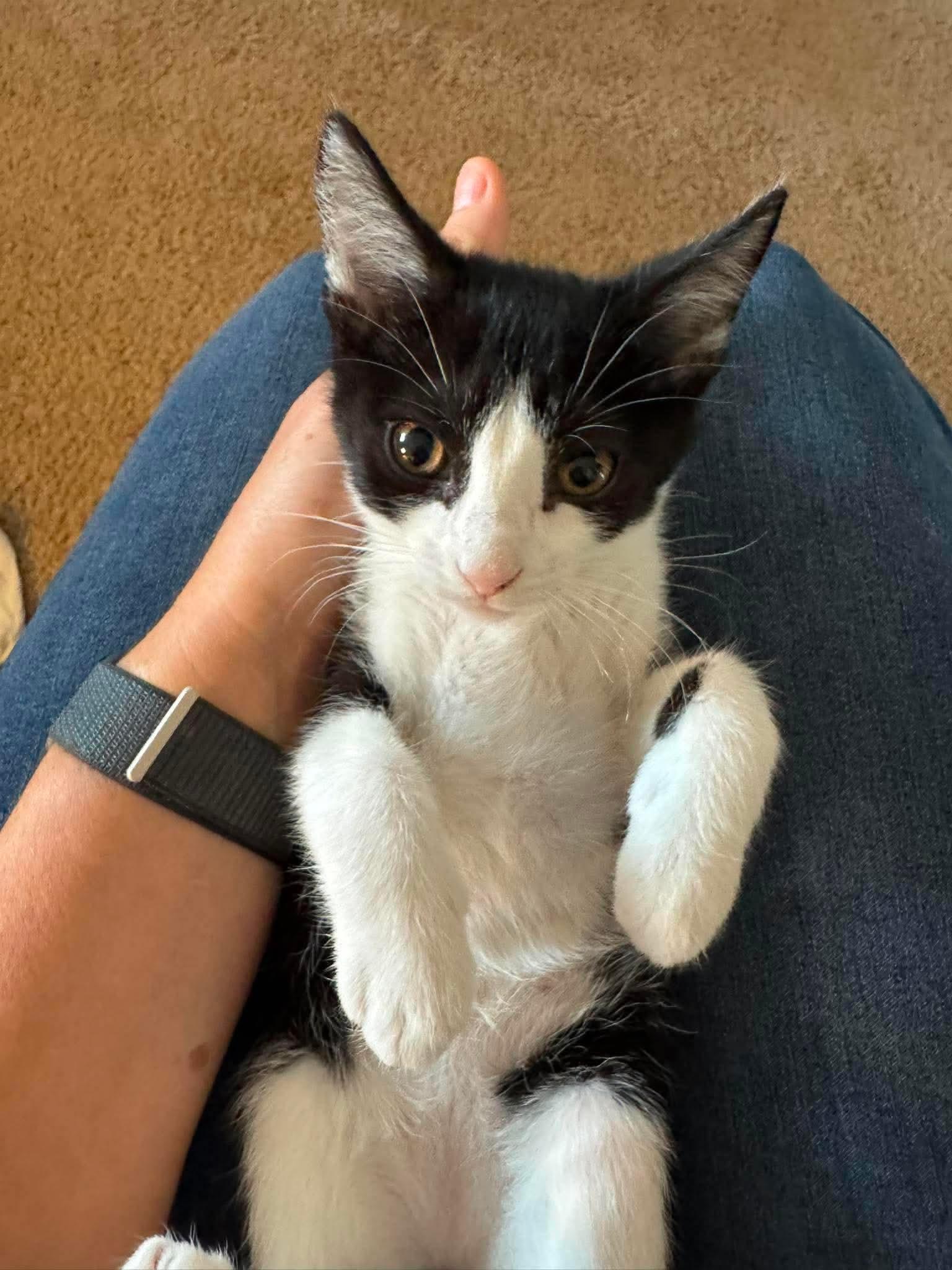 Pedal, Adoptable, Kitten Female Domestic Short Hair.