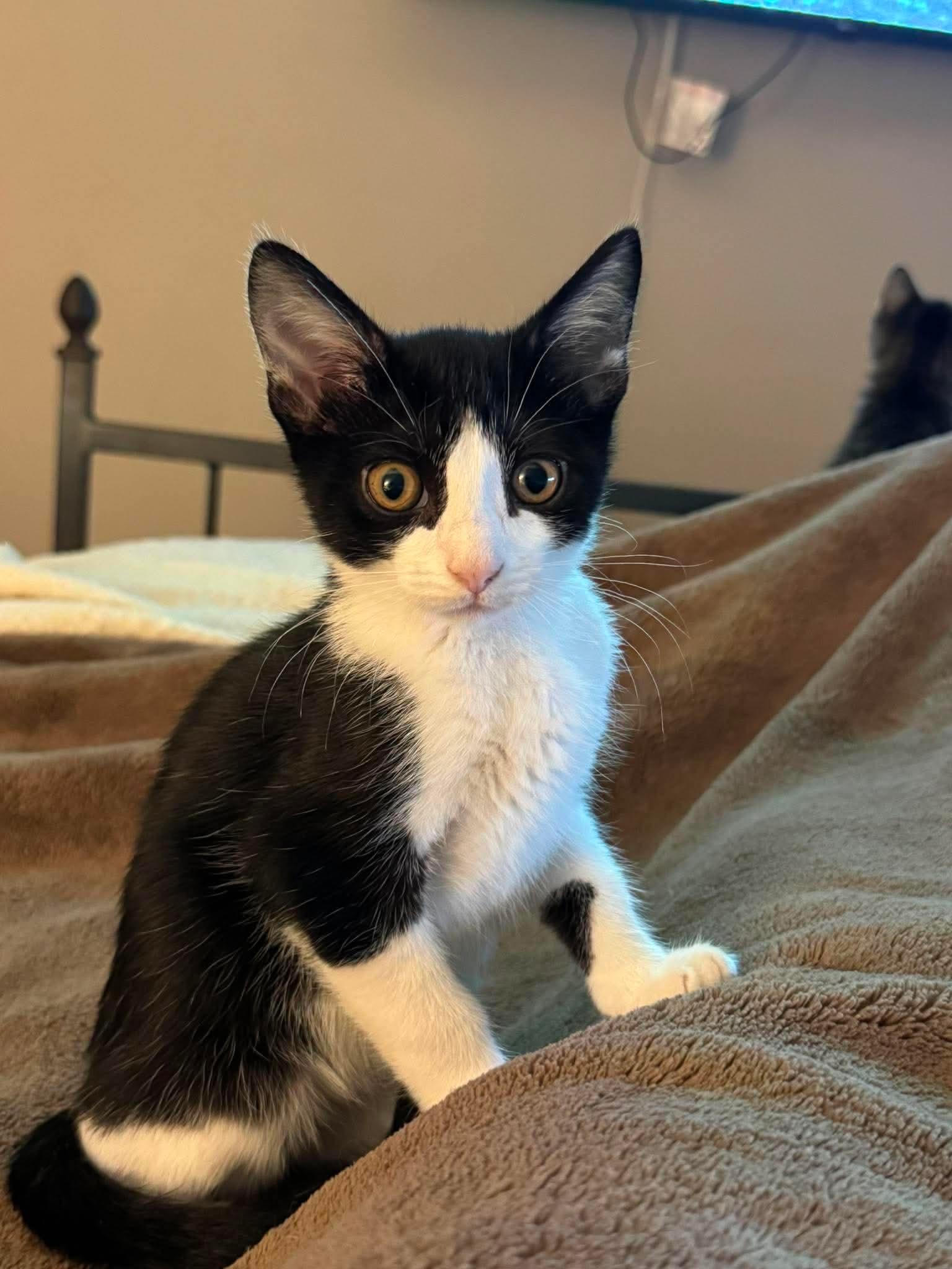 Enlarge Pedal, a Adoptable Domestic Short Hair in Minneapolis, MN image 2/3