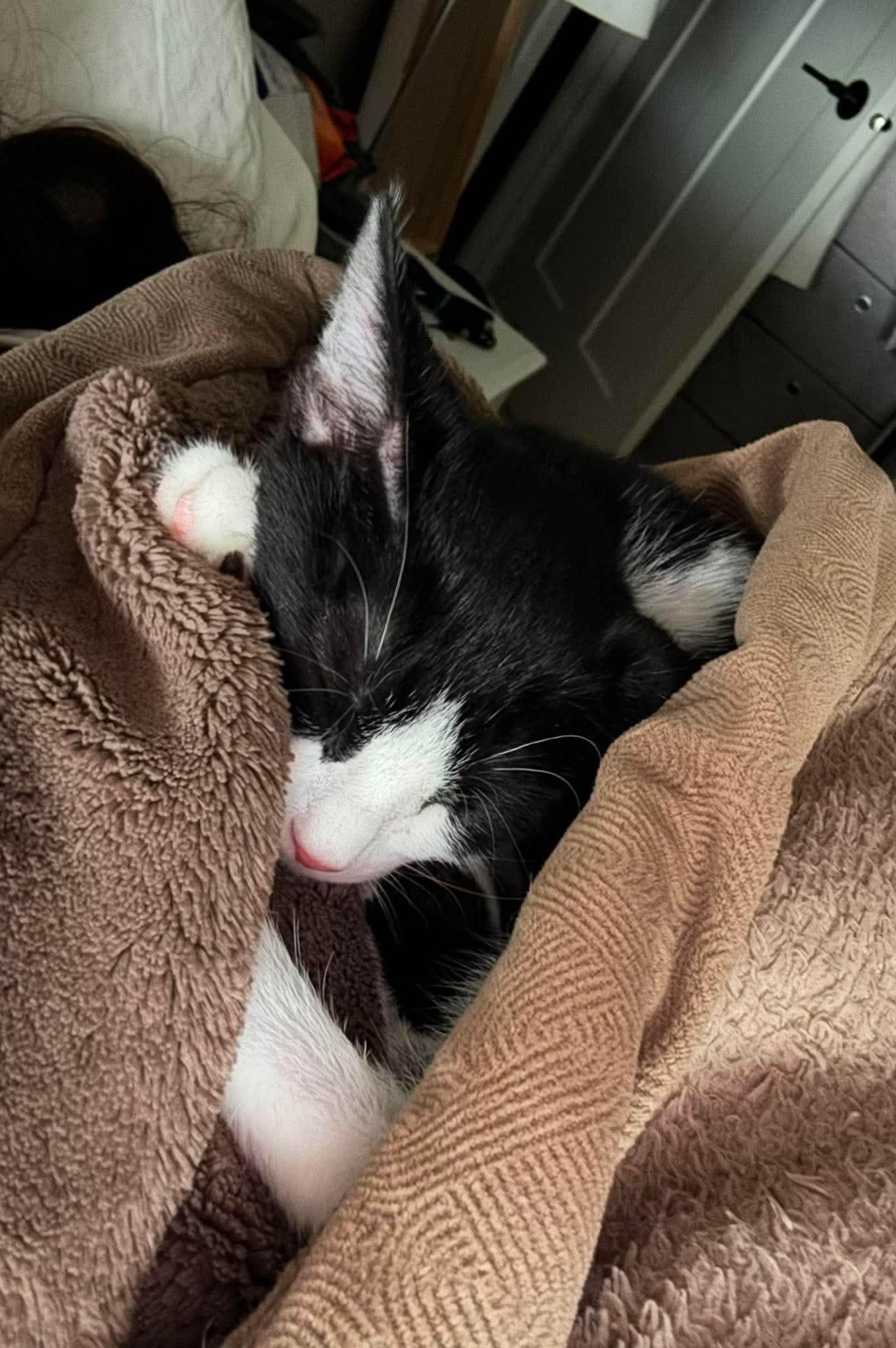 Enlarge Pedal, a Adoptable Domestic Short Hair in Minneapolis, MN image 3/3