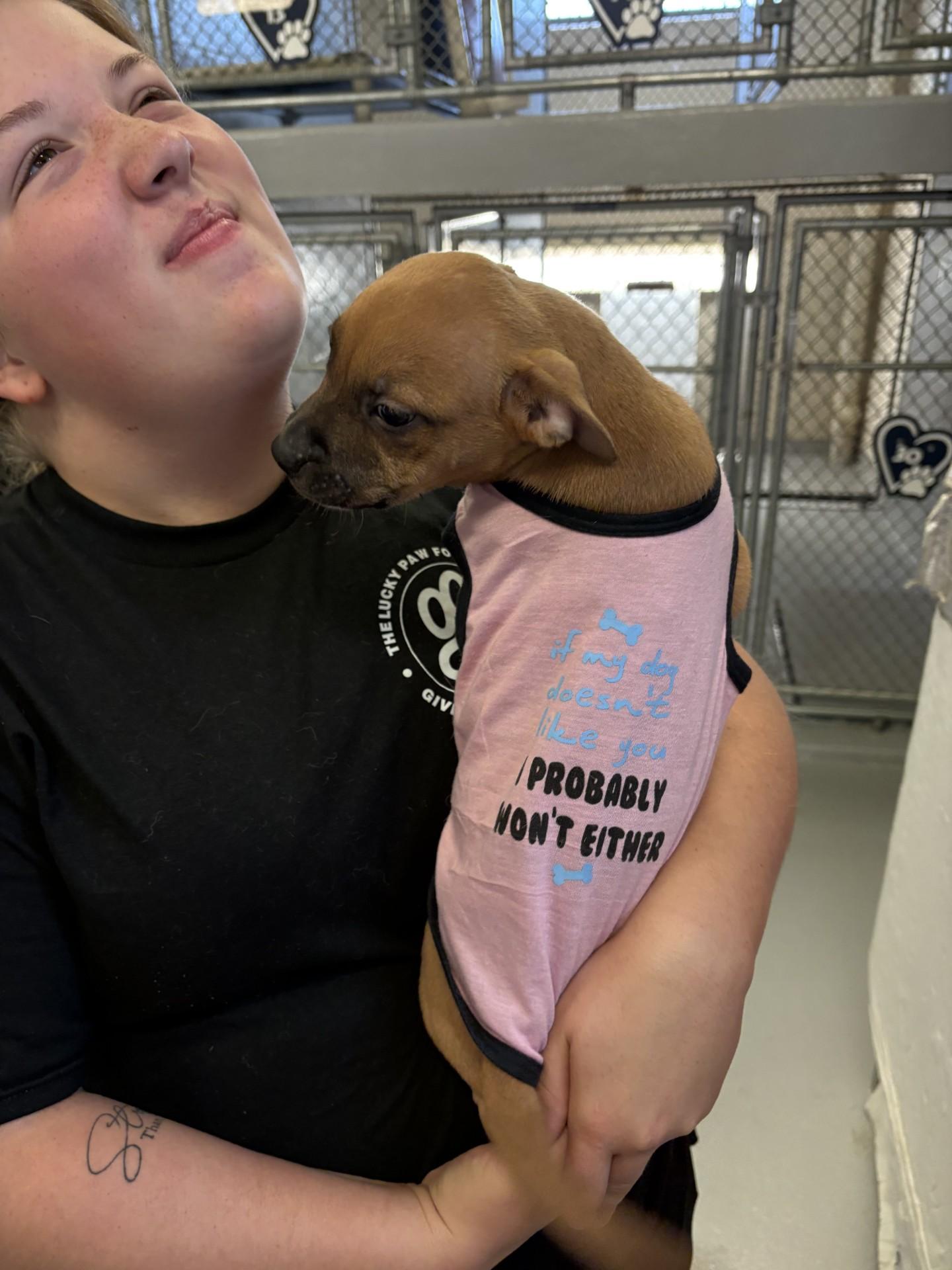 Nani, a ADOPTABLE mixed breed in Ashland, VA image 2/3