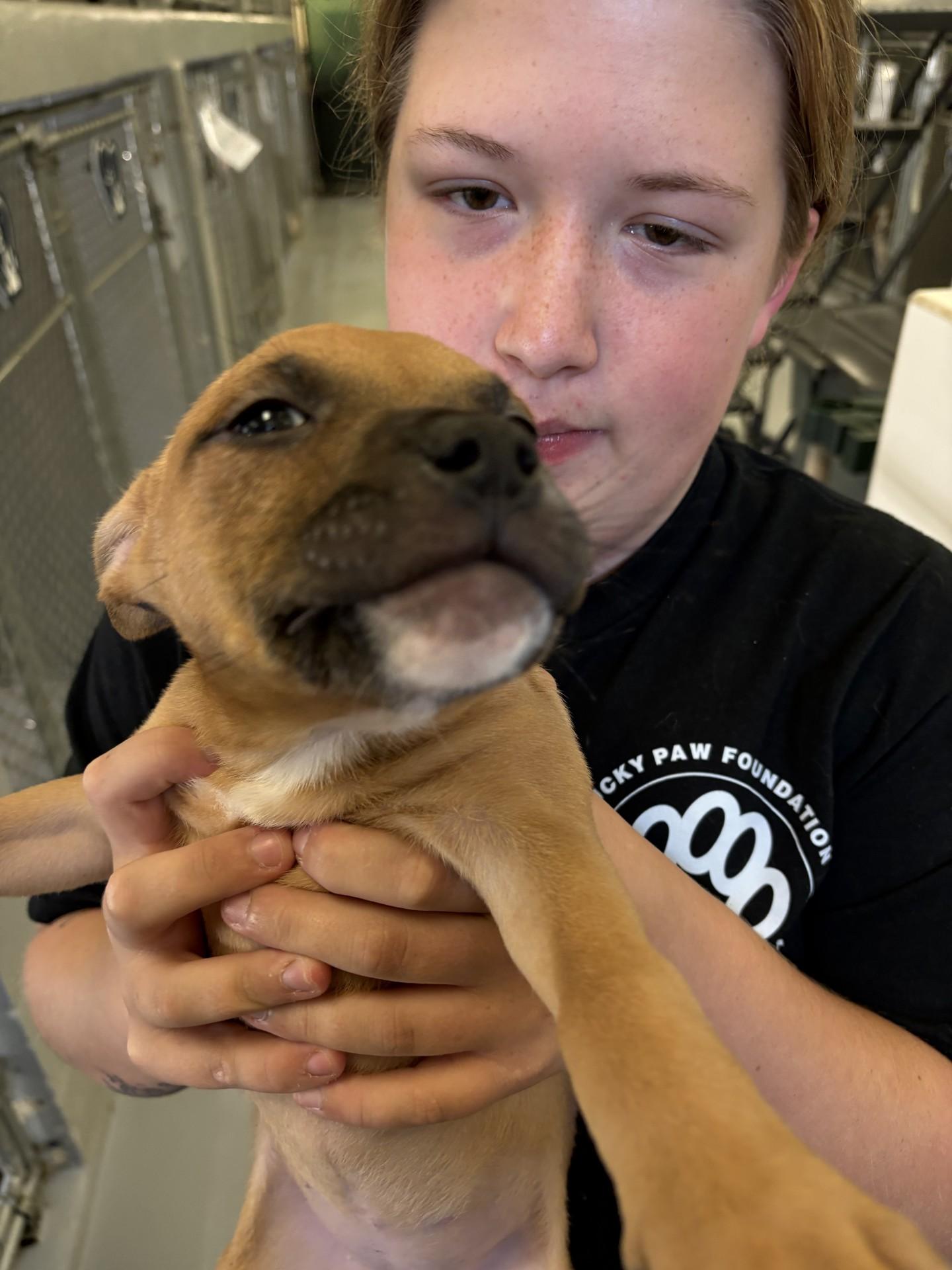 Nani, ADOPTABLE, Puppy Female Pit Bull Terrier.