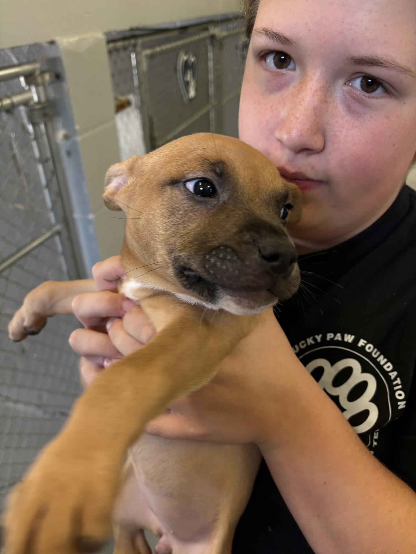 Nani, a ADOPTABLE mixed breed in Ashland, VA image 3/3