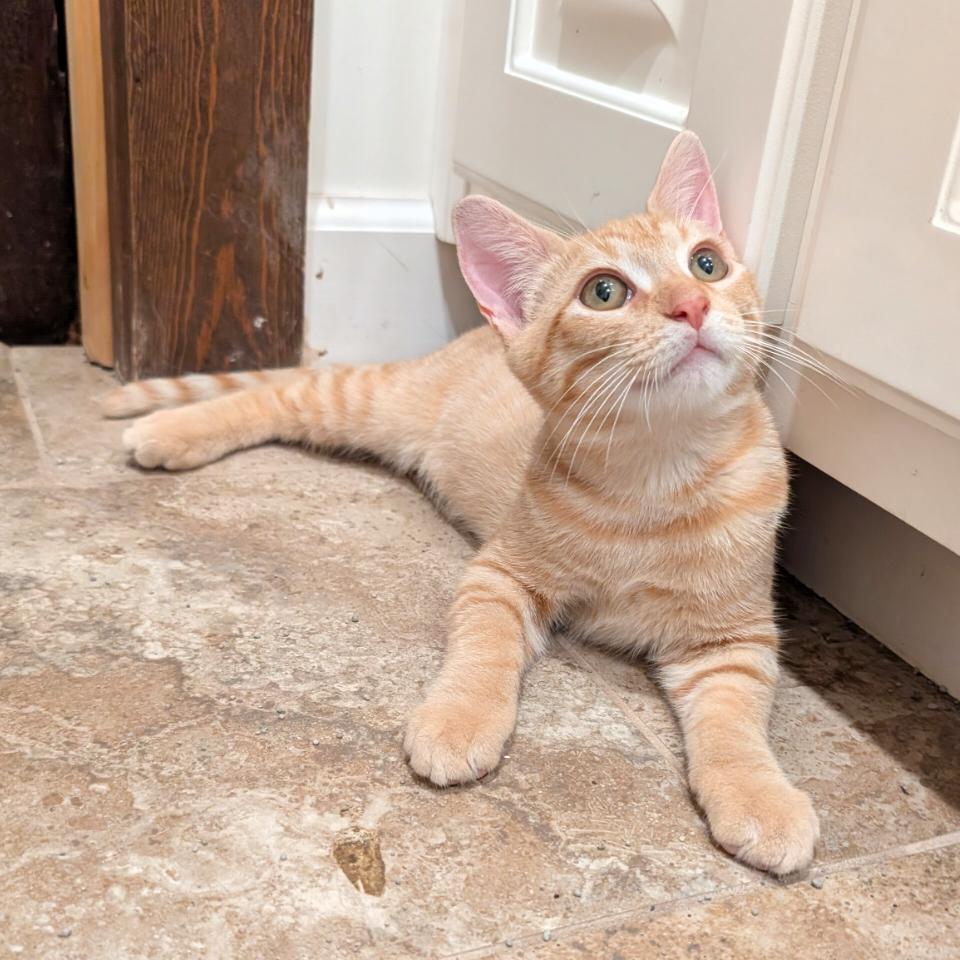 Enlarge lock, a Adoptable Domestic Short Hair in Starkville, MS image 1/1