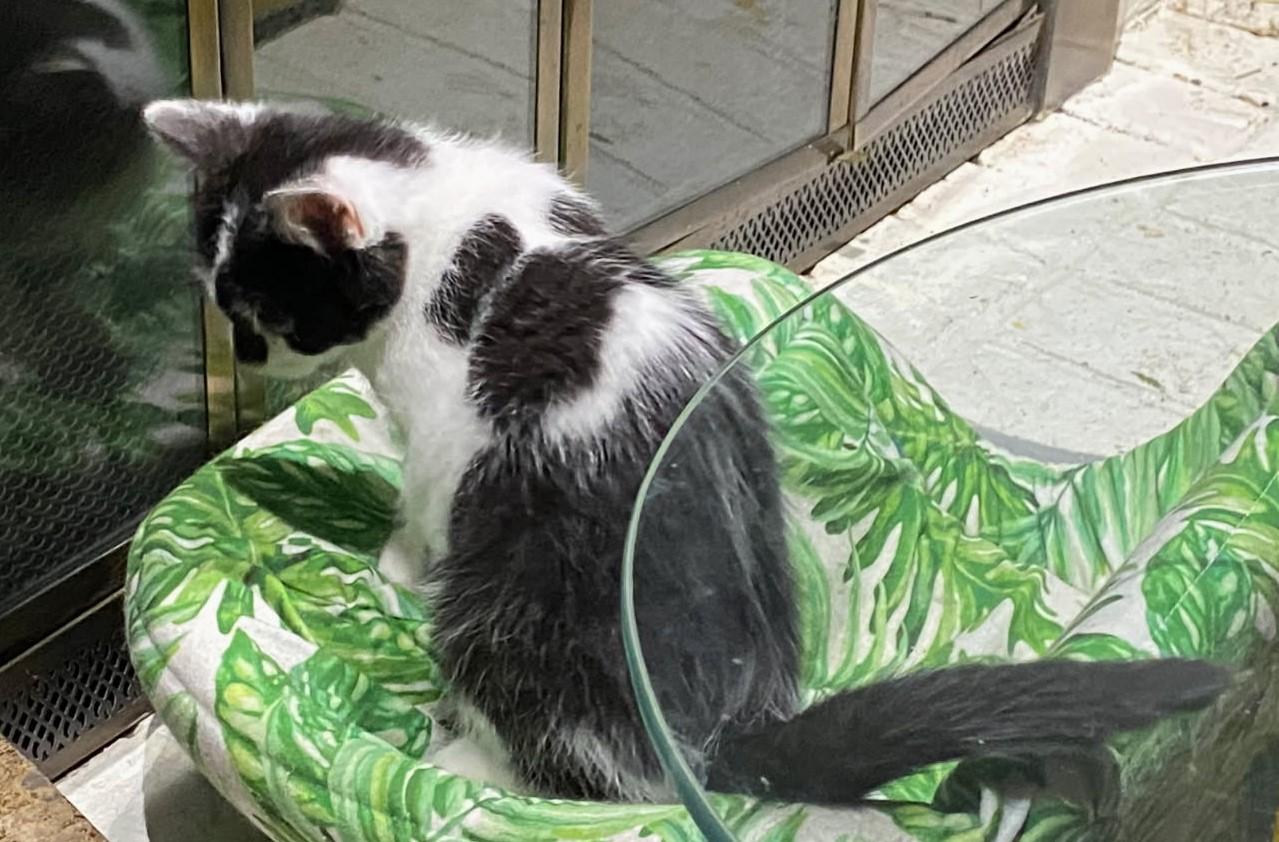 Lee, a Adoptable mixed breed in Ypsilanti, MI image 6/6