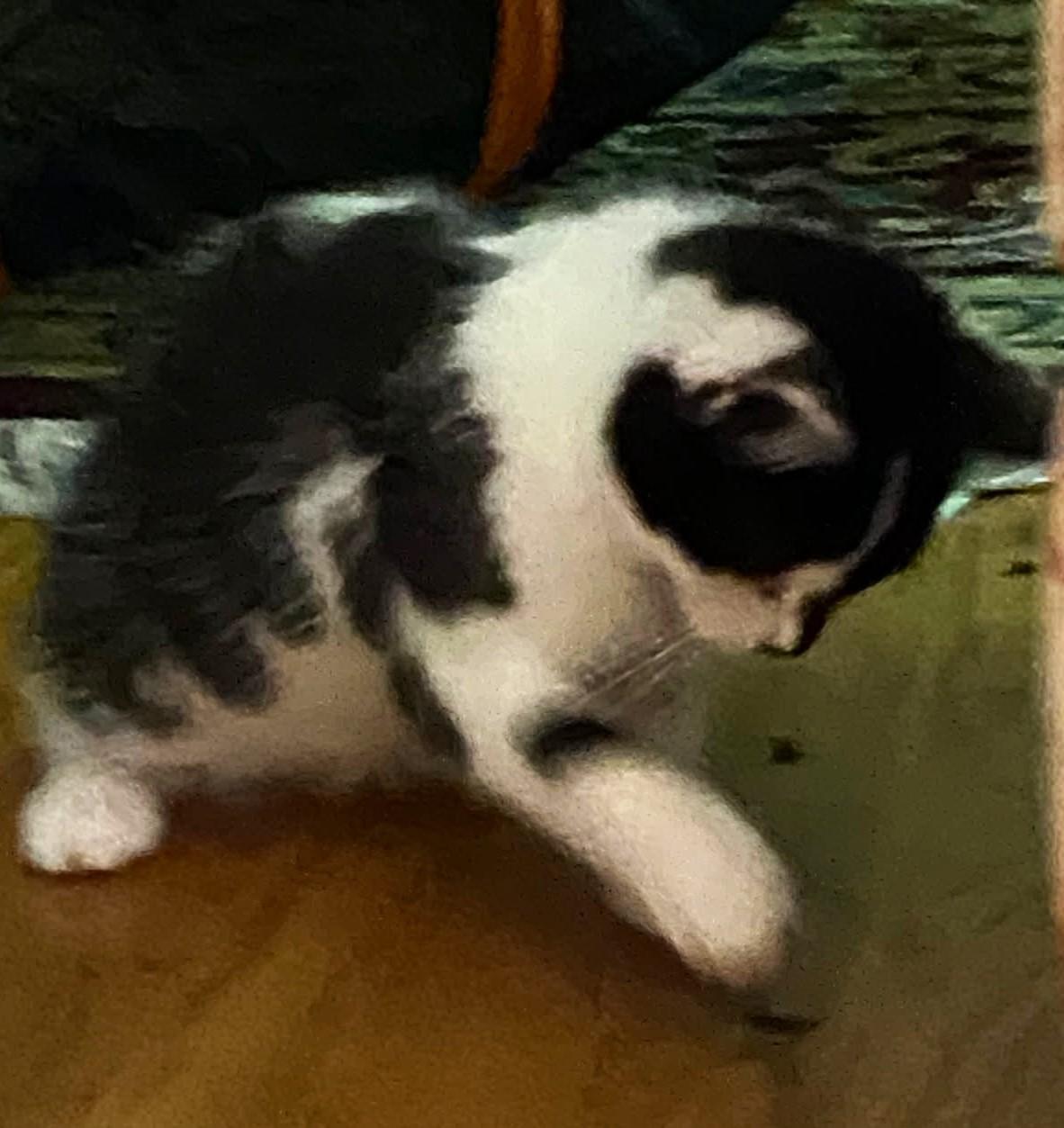 Lee, a Adoptable mixed breed in Ypsilanti, MI image 2/6