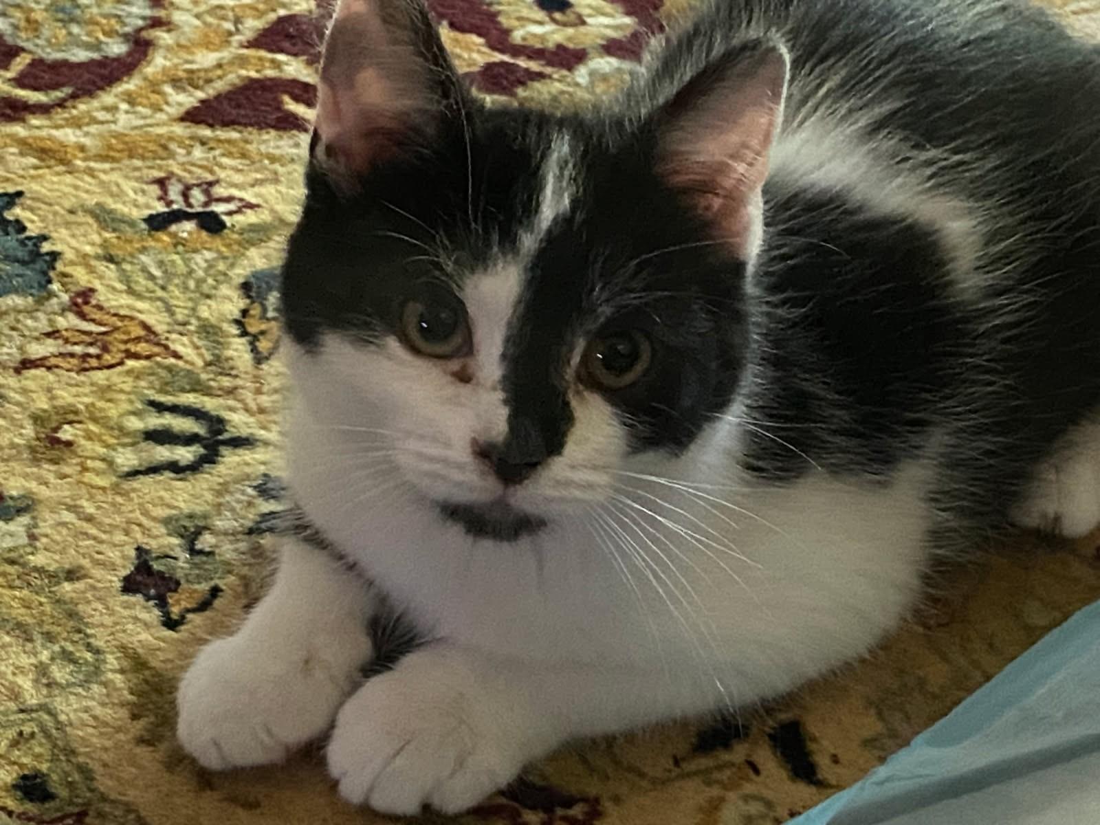 Lee, a Adoptable mixed breed in Ypsilanti, MI image 4/6