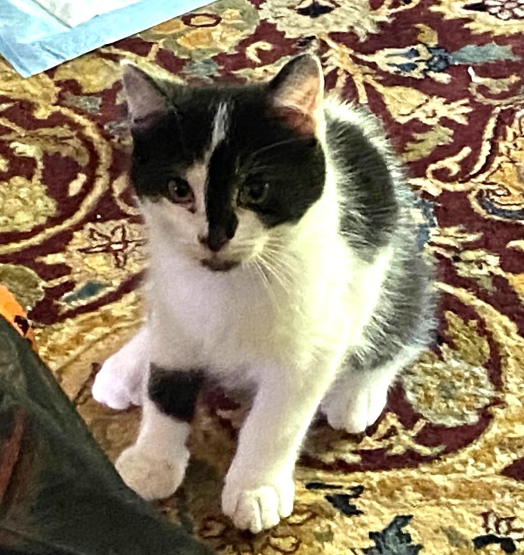 Lee, a Adoptable mixed breed in Ypsilanti, MI image 3/6