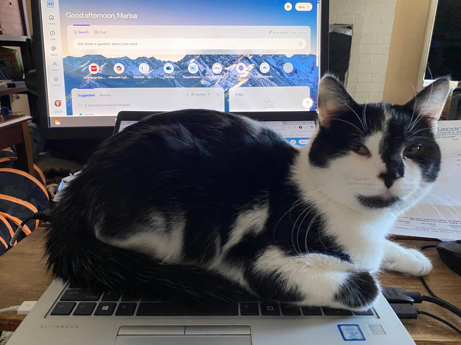 Lee (Bonded to Saron), adoptable, Kitten Male Domestic Short Hair.