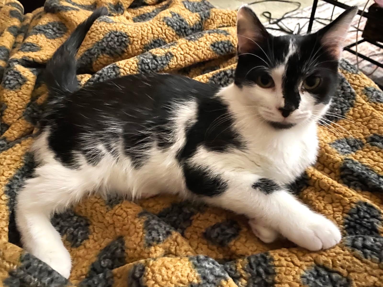 Lee, Adoptable, Kitten Male Domestic Short Hair.