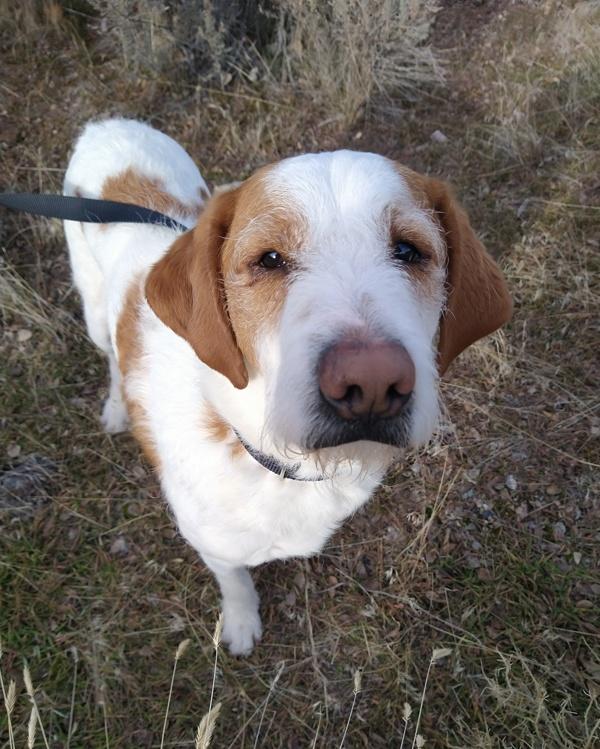 Monty 42463, Adoptable, Adult Male Terrier & German Wirehaired Pointer.