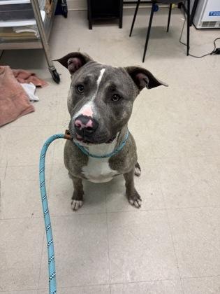 Enlarge Hans, a Adoptable mixed breed in Columbus, IN image 1/3