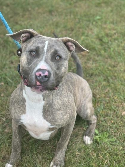 Enlarge Hans, a Adoptable mixed breed in Columbus, IN image 2/3