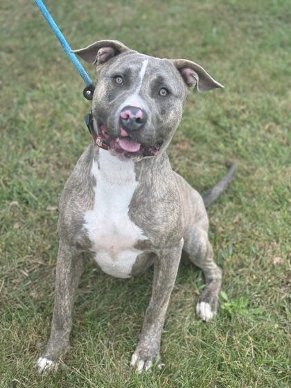 Enlarge Hans, a Adoptable mixed breed in Columbus, IN image 3/3