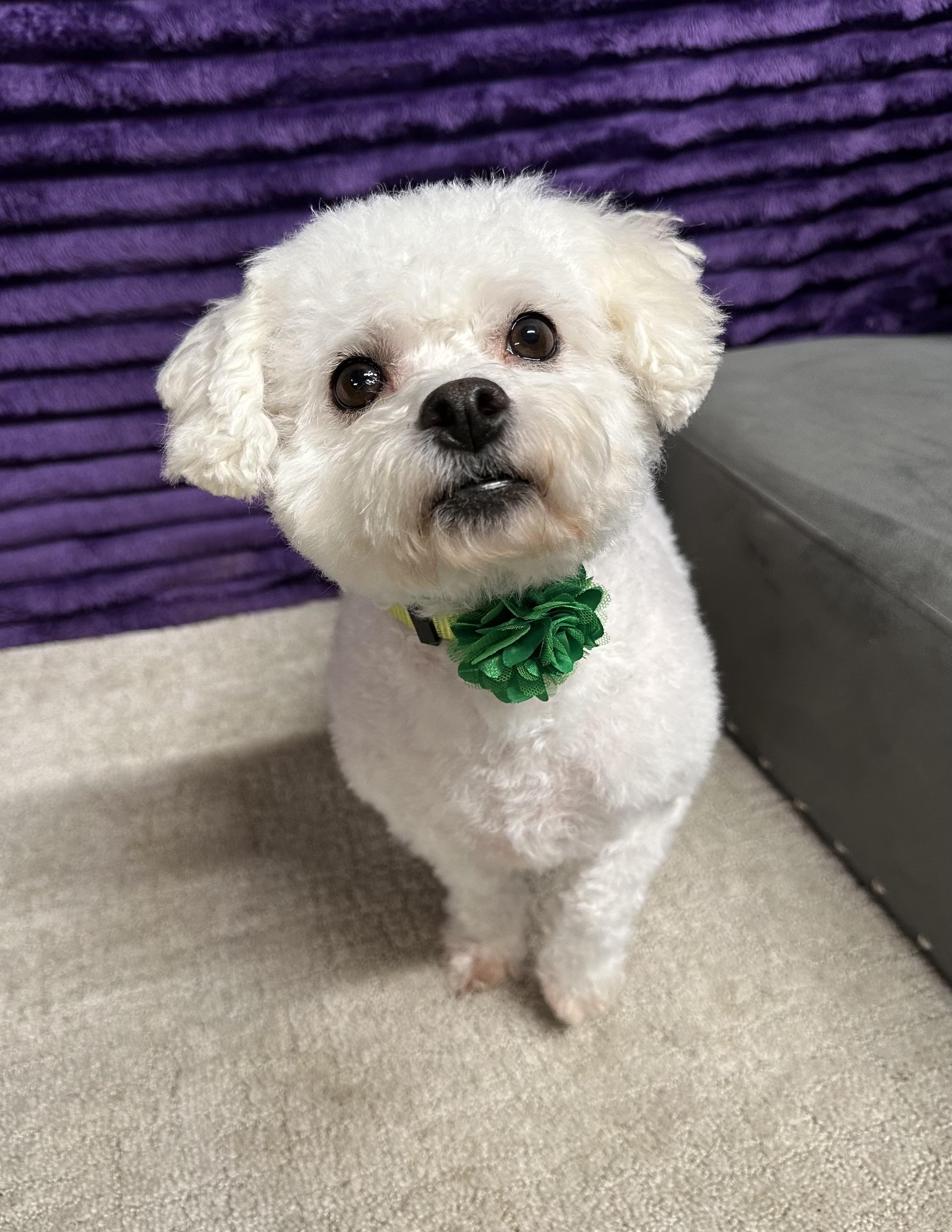 Snowball-Foster Home Needed