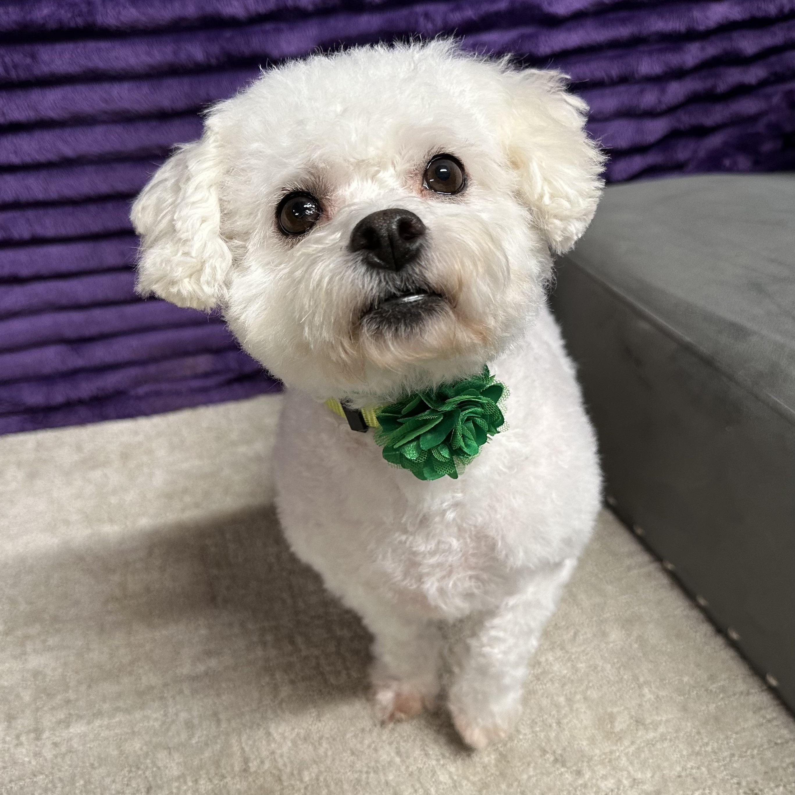 Snowball-Foster Home Needed, a Adoptable Bichon Frise image 3/6