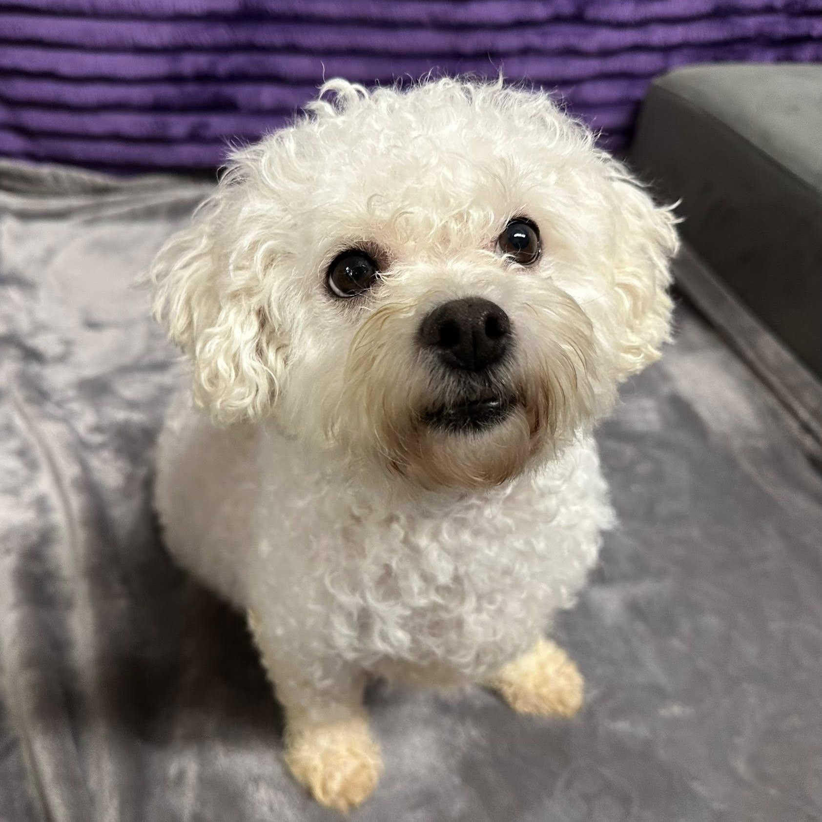 Snowball-Foster Home Needed, Adoptable, Adult Female Bichon Frise.