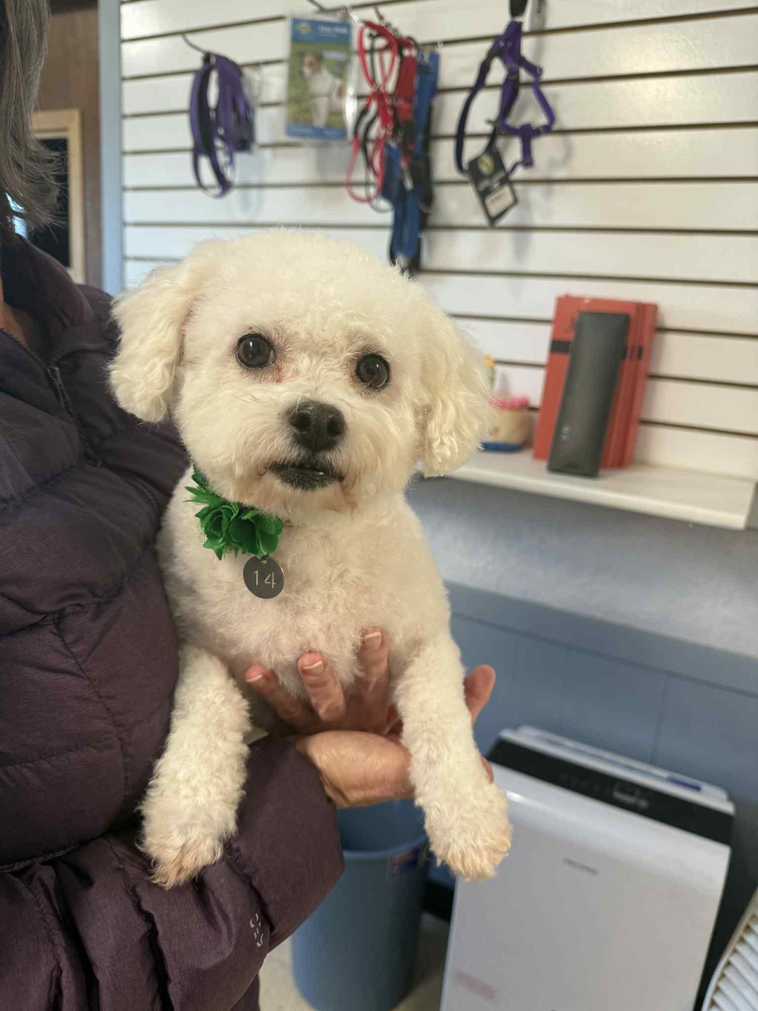 Snowball-Foster Home Needed