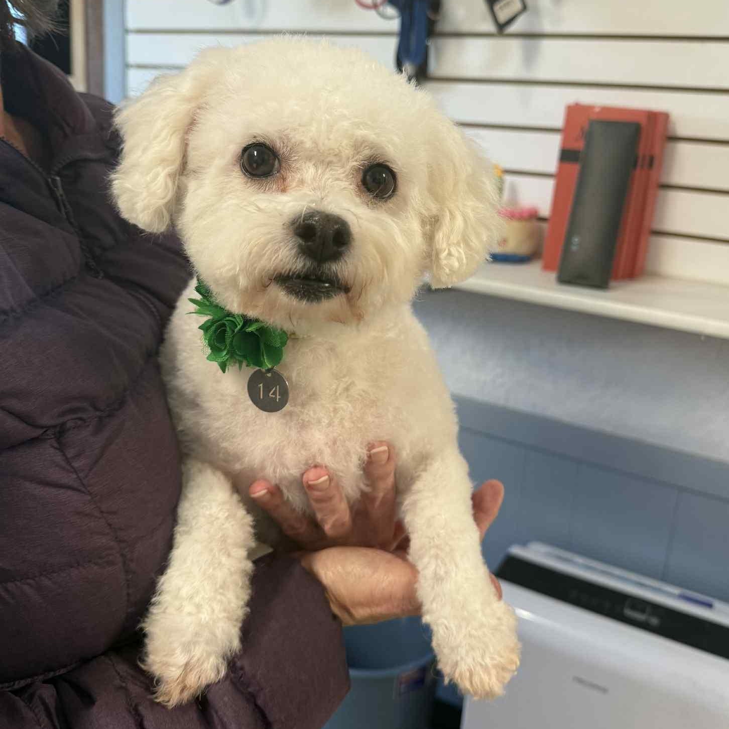 Snowball-Foster Home Needed, a Adoptable Bichon Frise image 5/6