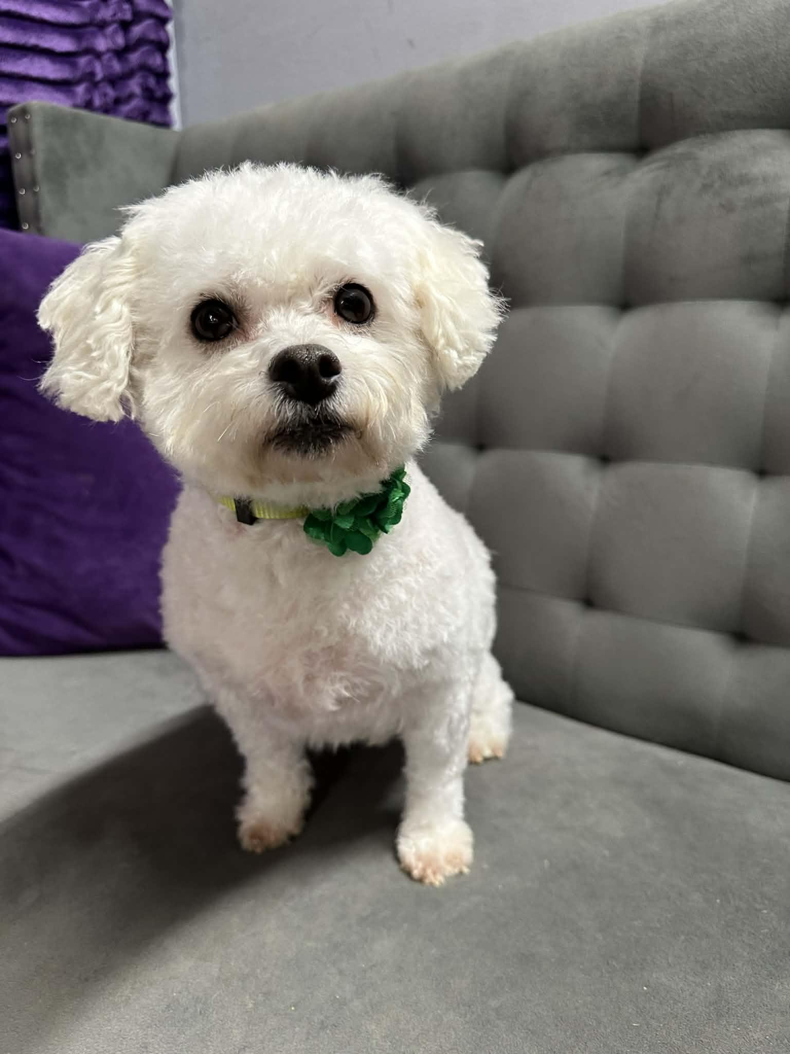 Snowball-Foster Home Needed, Adoptable, Adult Female Bichon Frise.